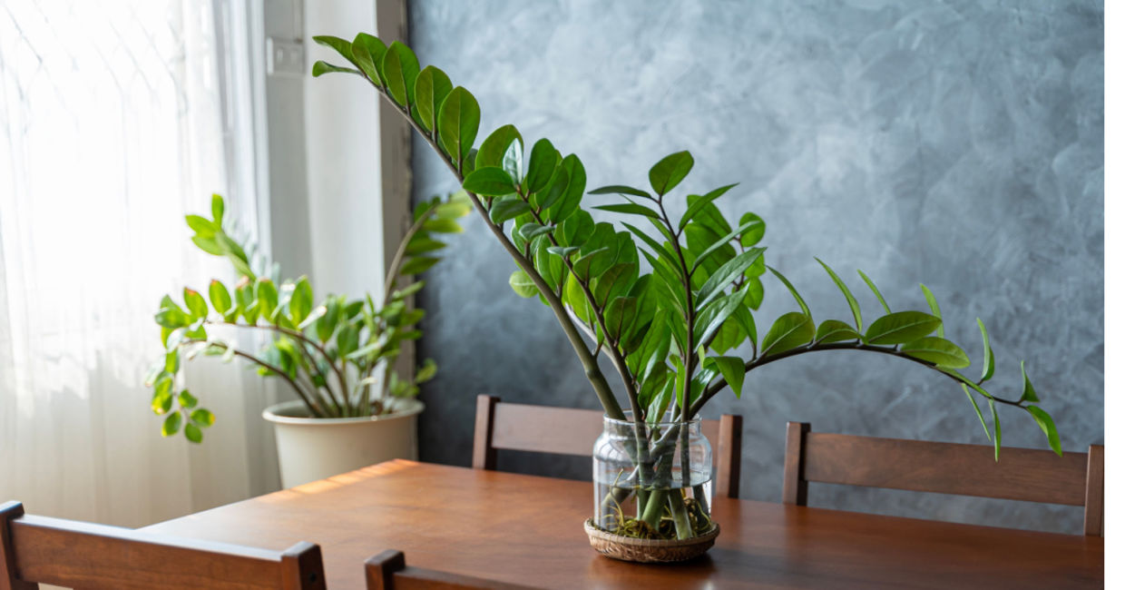The ZZ houseplant is great for busy people.