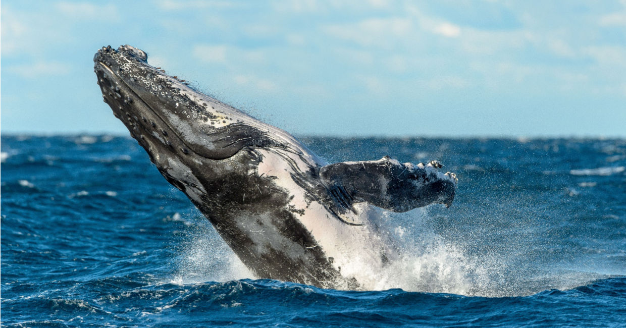 Humpback whale breaches near Sydney, Australia.