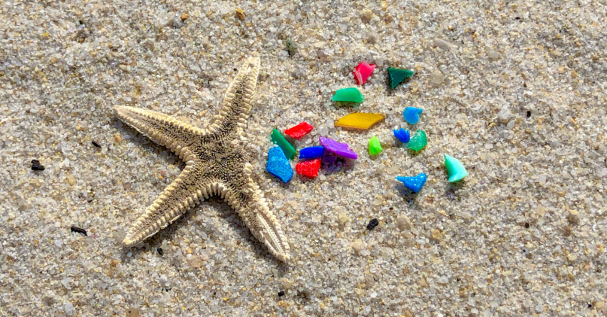 Starfish and microplastics on a beach.