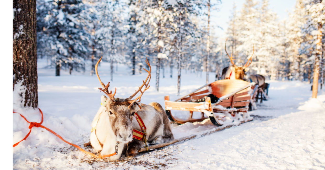 A reindeer sleigh in Lapland.