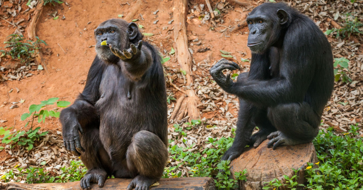 Chimpanzees in a zoo.