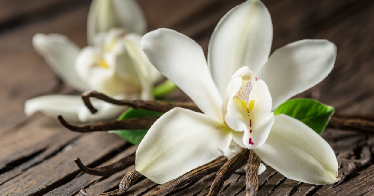 Vanilla flowers and bean pods.