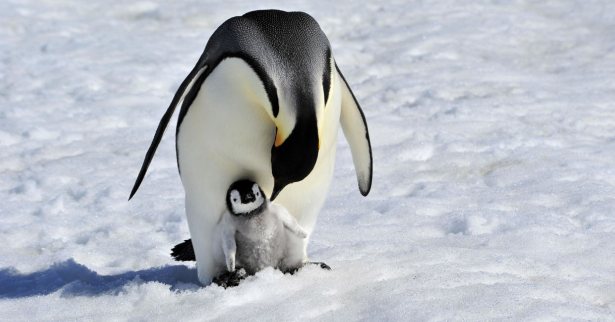 Emperor penguin with a chick.