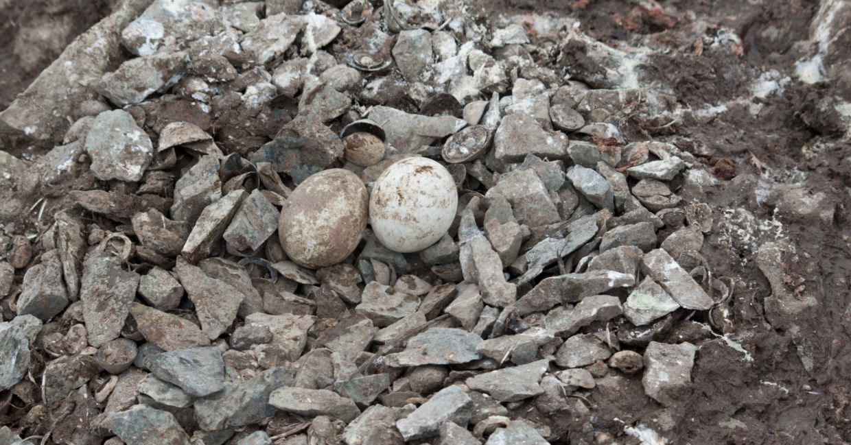 A gentoo penguins nest with two eggs.
