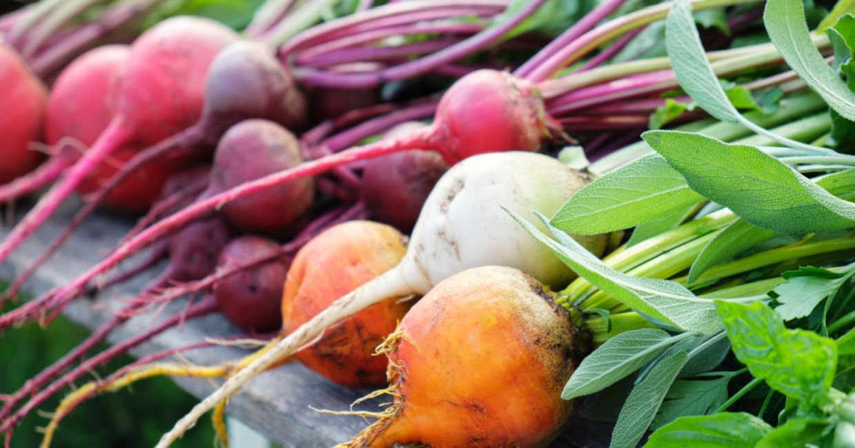 Different varieties of beets