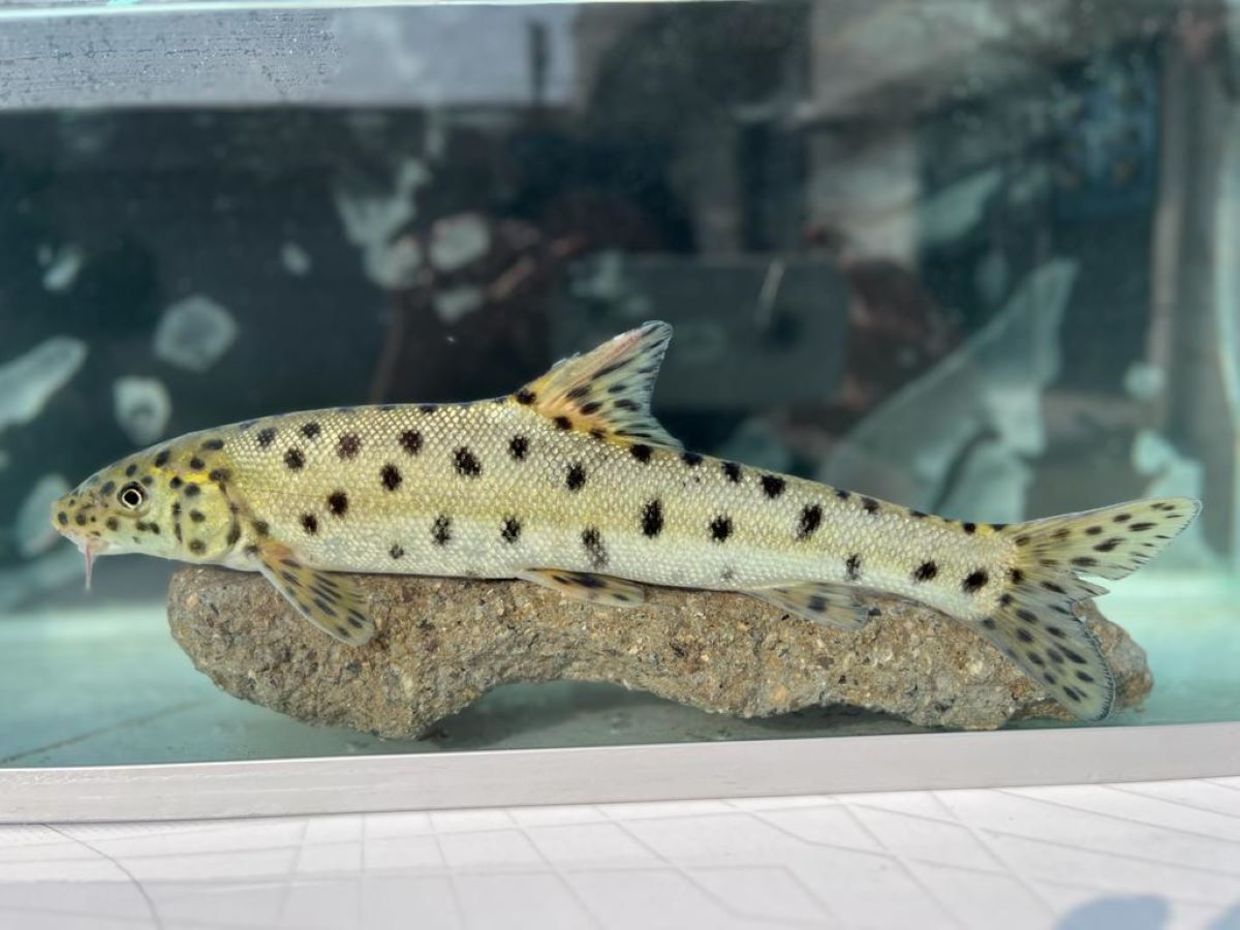 rediscovered Leopard barbel fish in a tank..