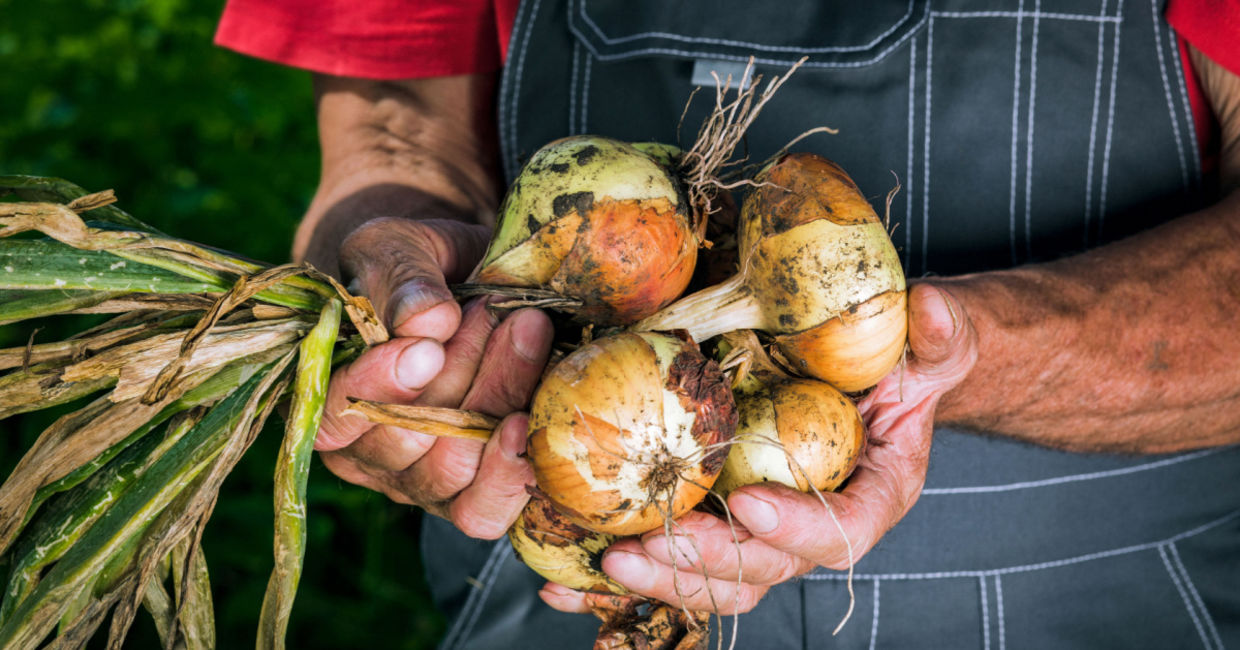 Picking onions.