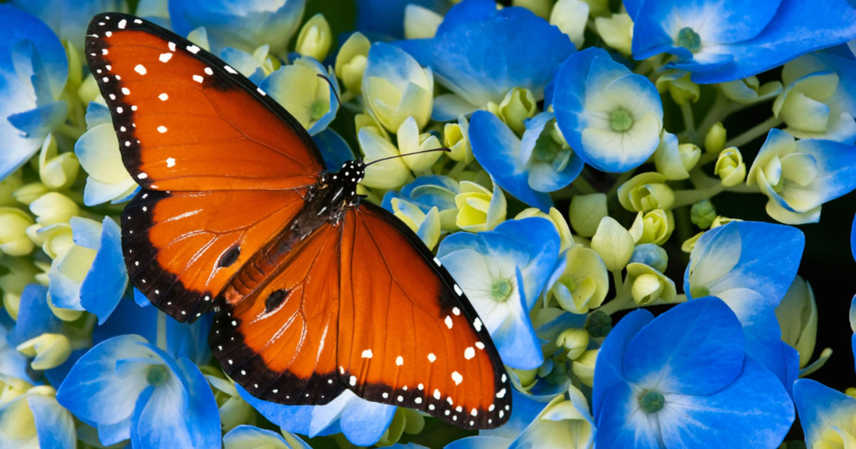 A spotted butterfly on blue flowers.