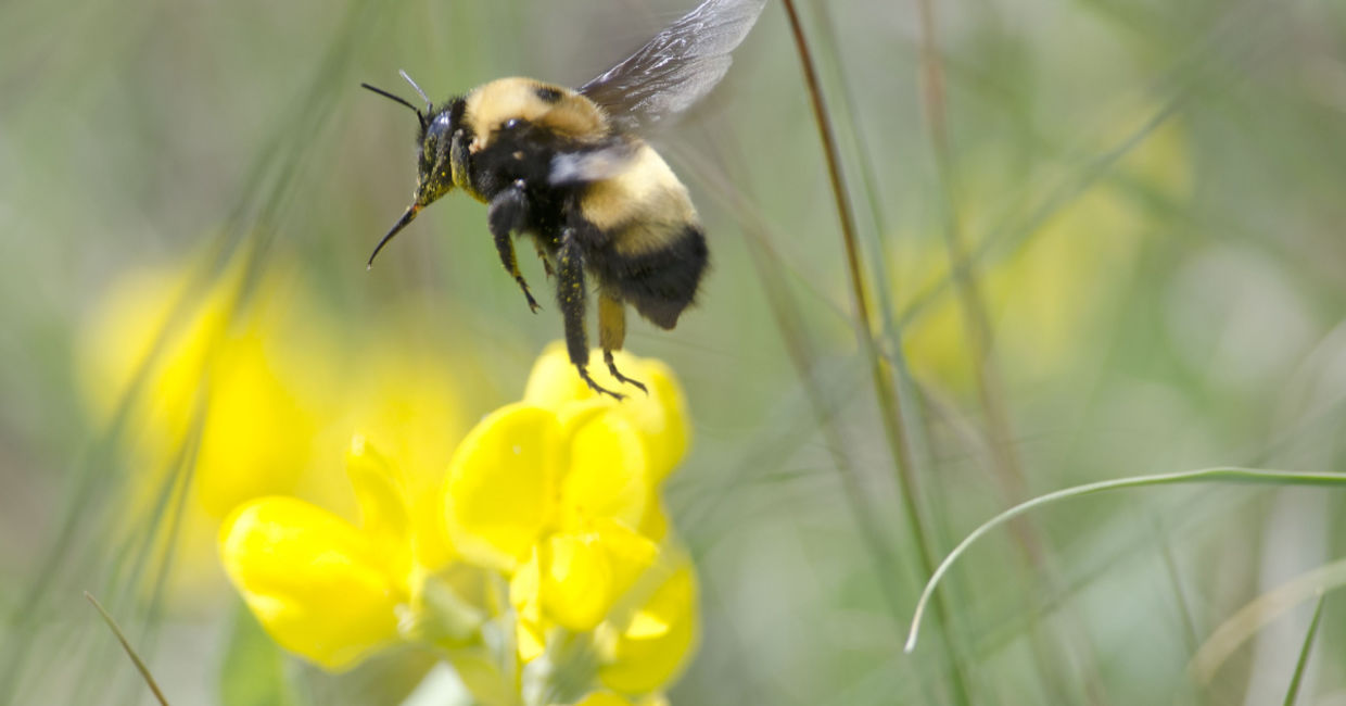 Salt can help take away the pain and swelling of a bee sting.