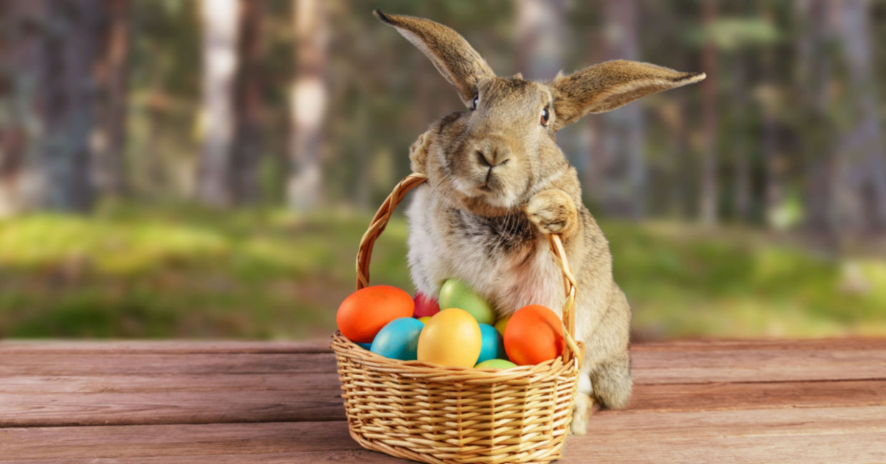 An adorable Easter bunny with colored eggs.