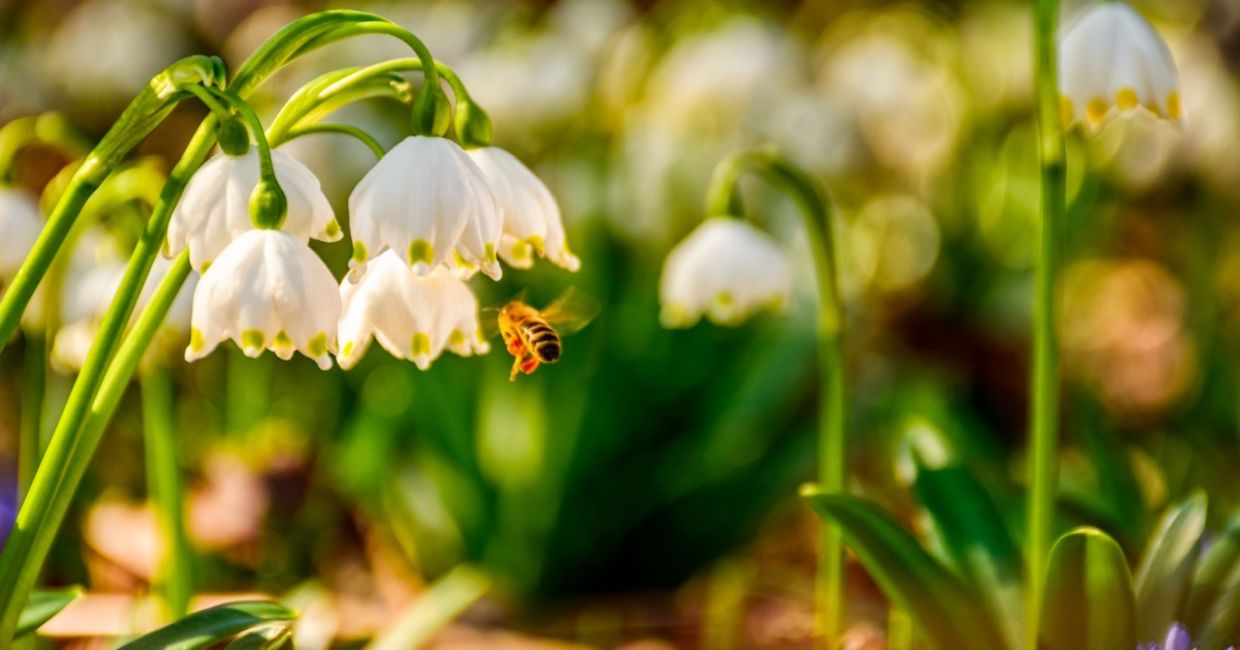 Bee gathering pollen from a spring snowflake flower.