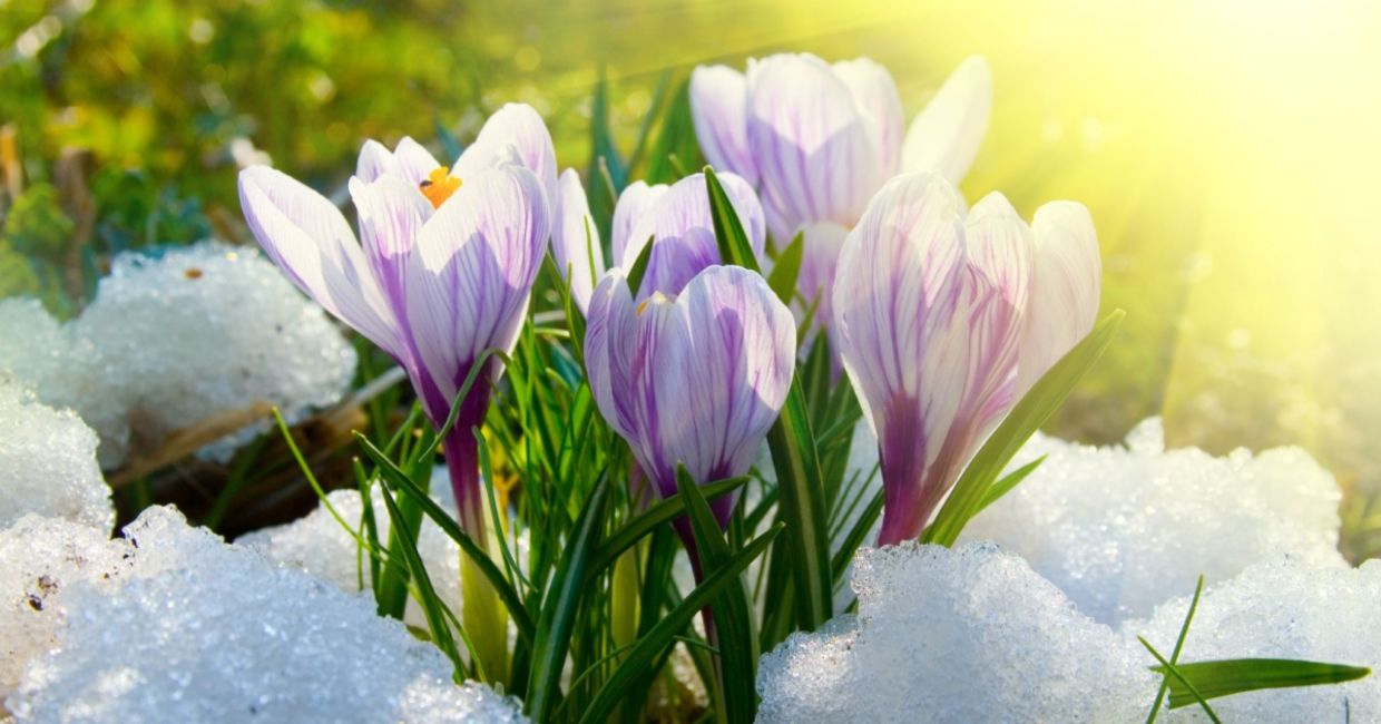 Crocuses bloom in the snow.