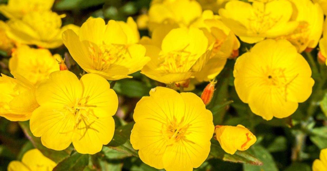 These vibrant yellow flowers attract a host of pollinators.