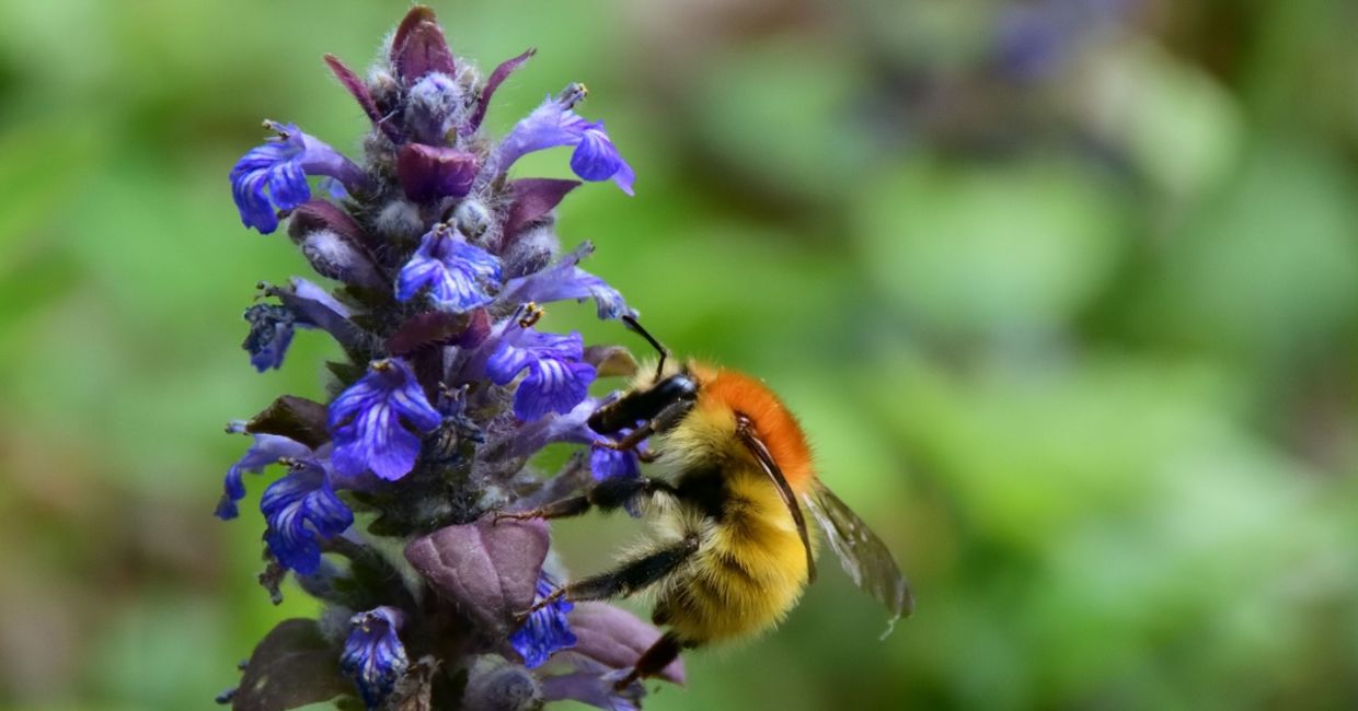 A bee feeding on a bugle flower.