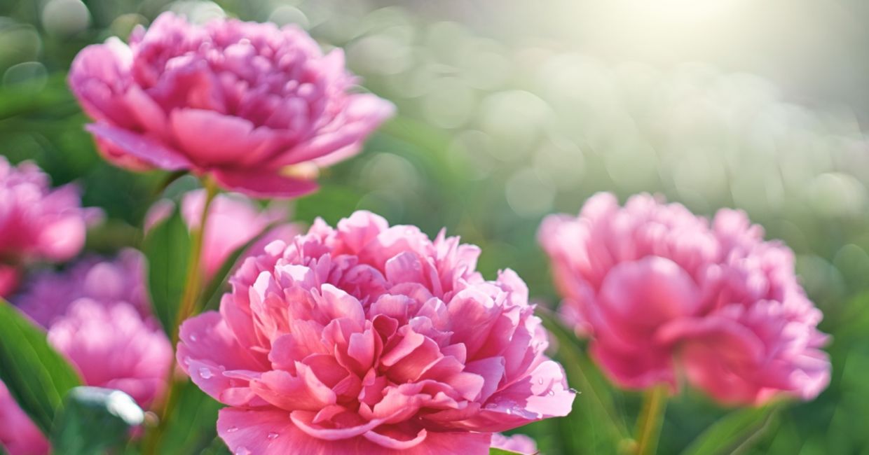 Pink peonies flowering in the garden.