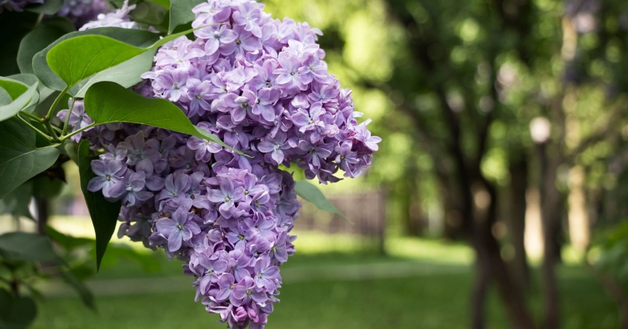 Lilac bushes attract hummingbirds to your garden.