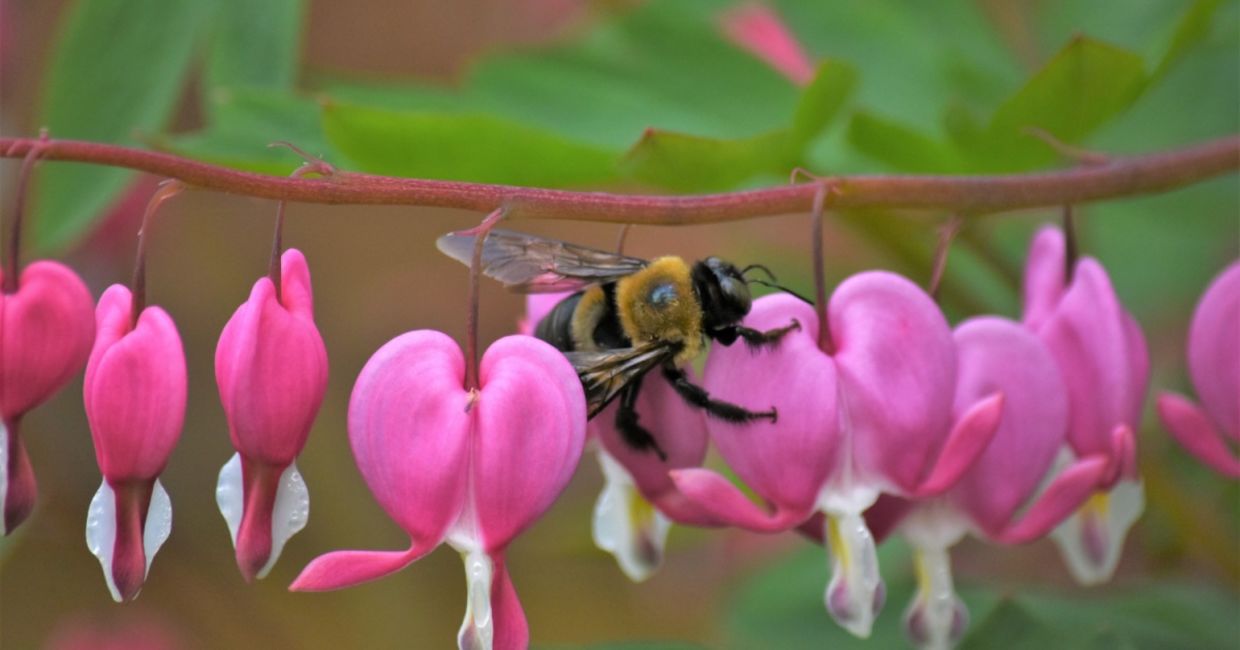 A honeybee getting nectar from a bleeding heart flower.