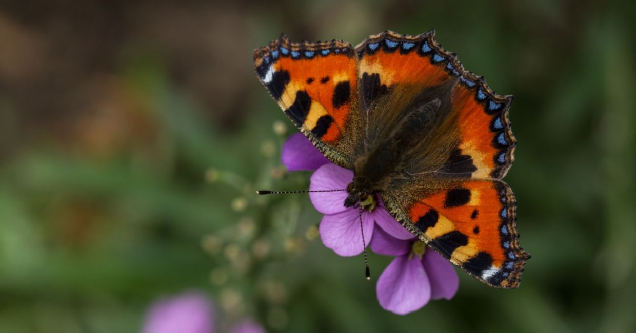 A  small tortoiseshell butterfly on a wallflower.