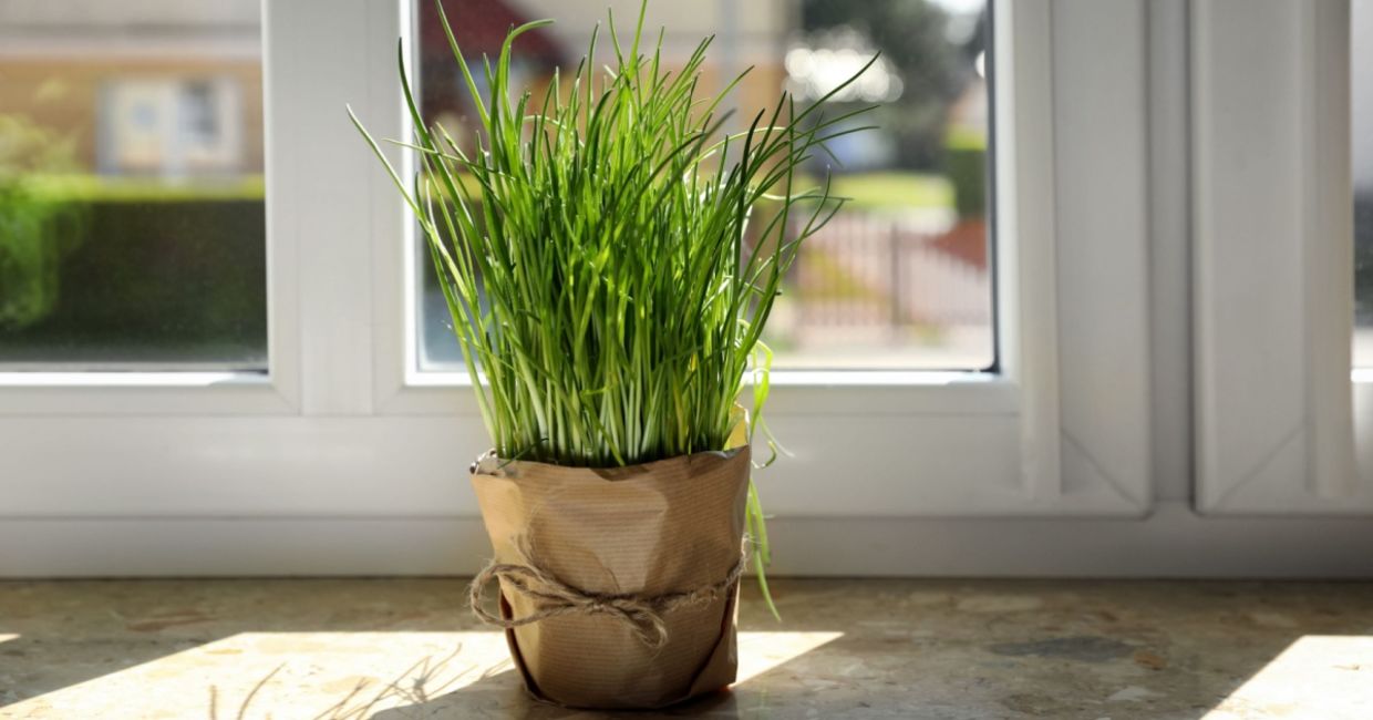 Potted chives on a windowsill.