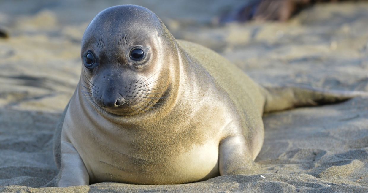Elephant seal pup.