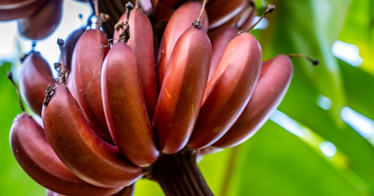 A hand of red bananas that is ready to pick..
