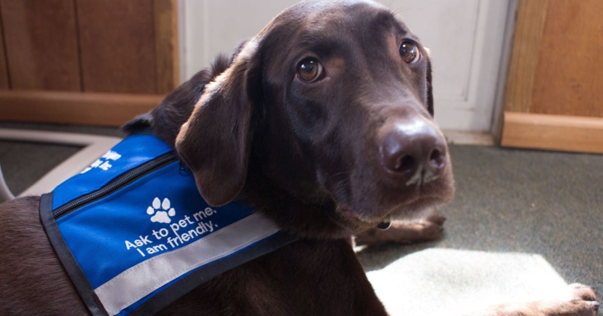 Therapy dogs can help people with anxiety.