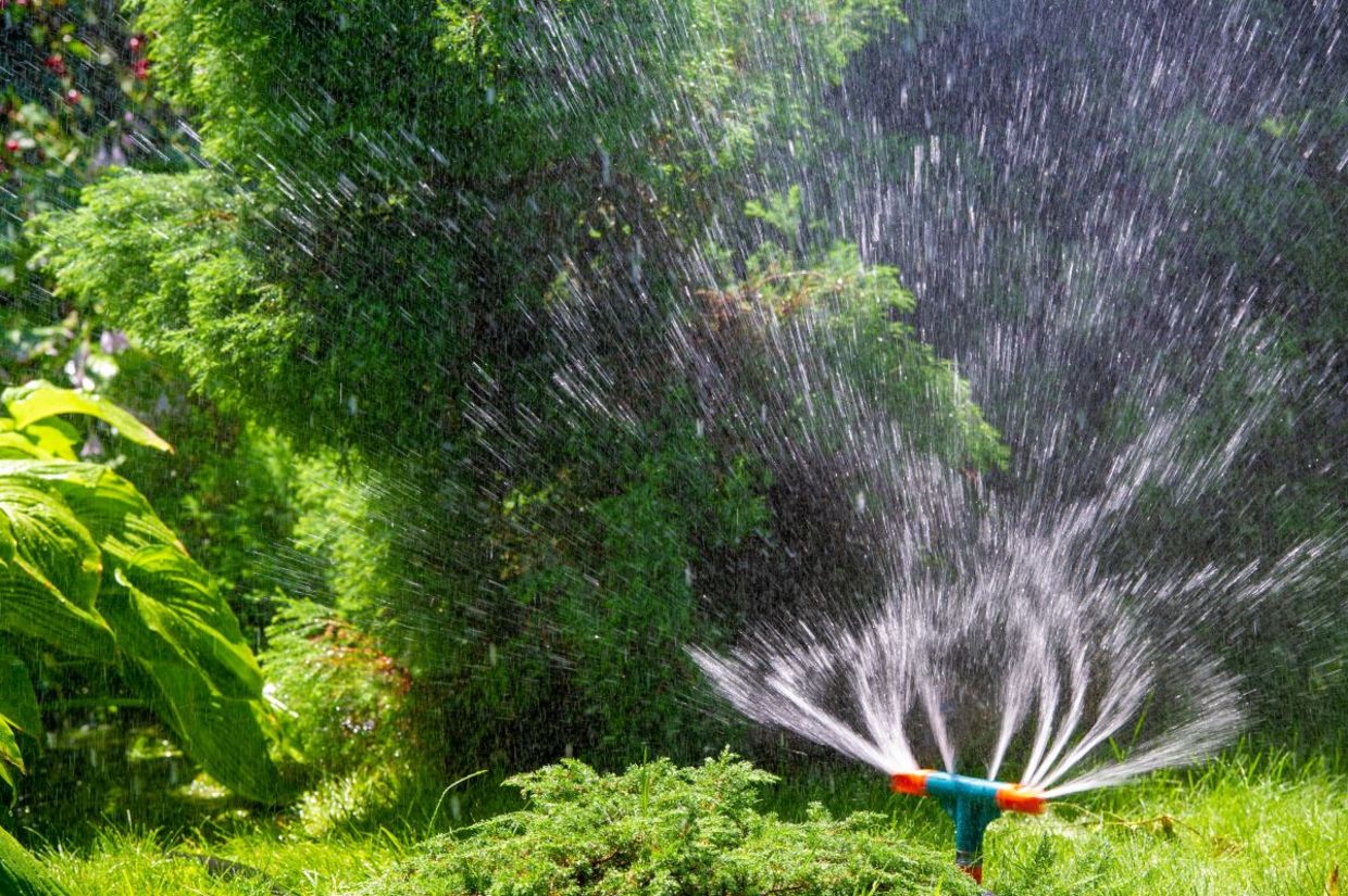 Watering the garden before it gets hot.