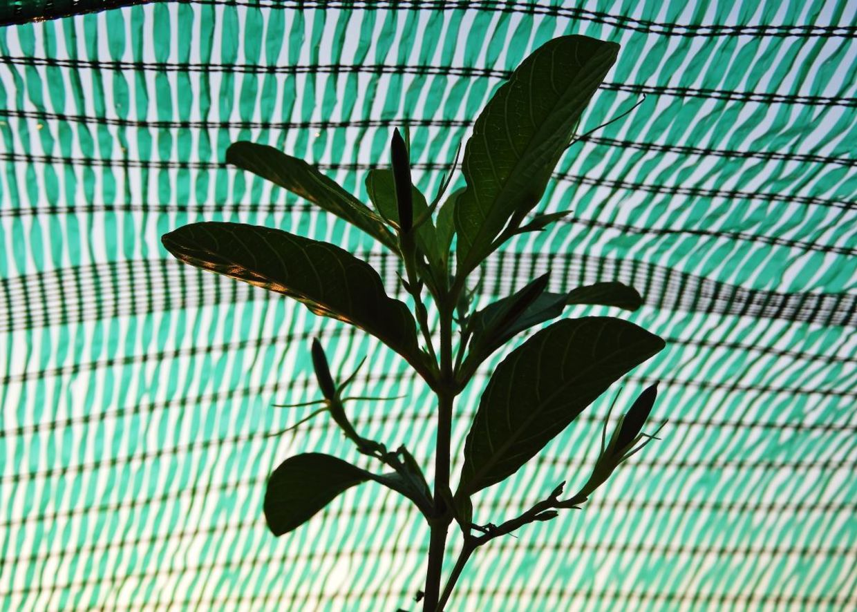 Protecting plants with shade netting.