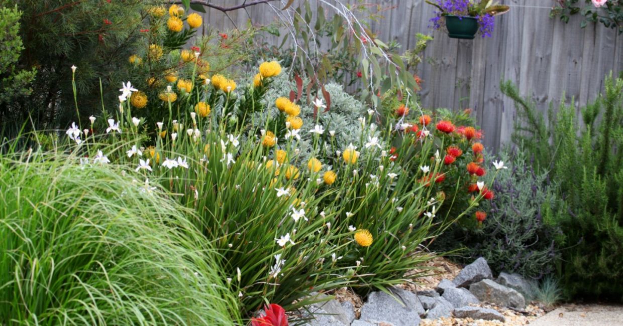 Australian native plant garden.