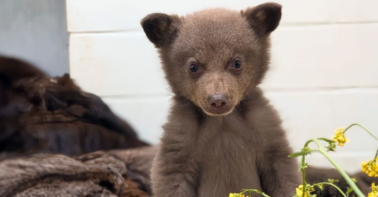 This tiny bear cub is being cared for by a wildlife center.
