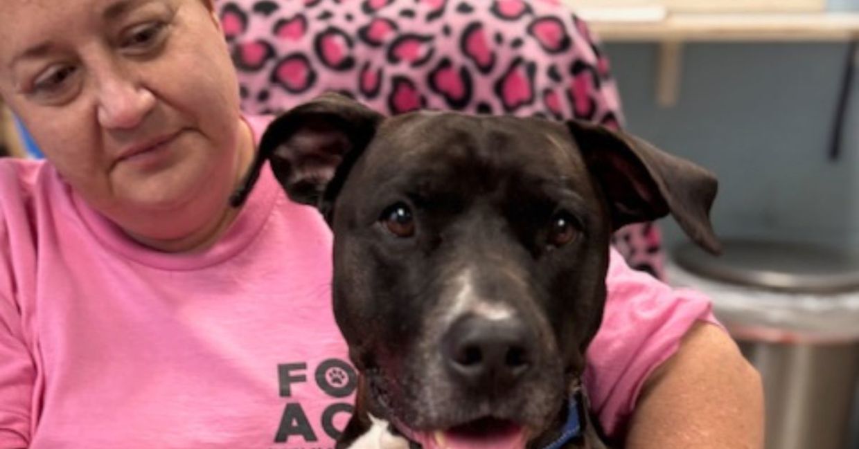 Hero Rescue Dog Detects Stranger’s Seizure at Shelter Event