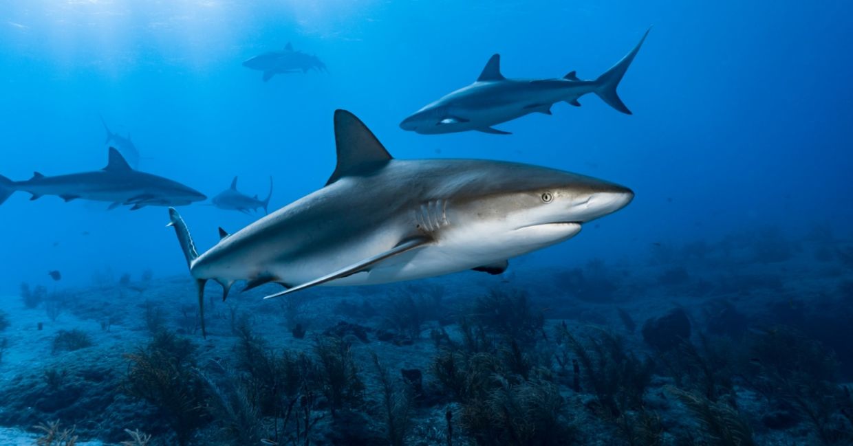 Caribbean reef sharks.