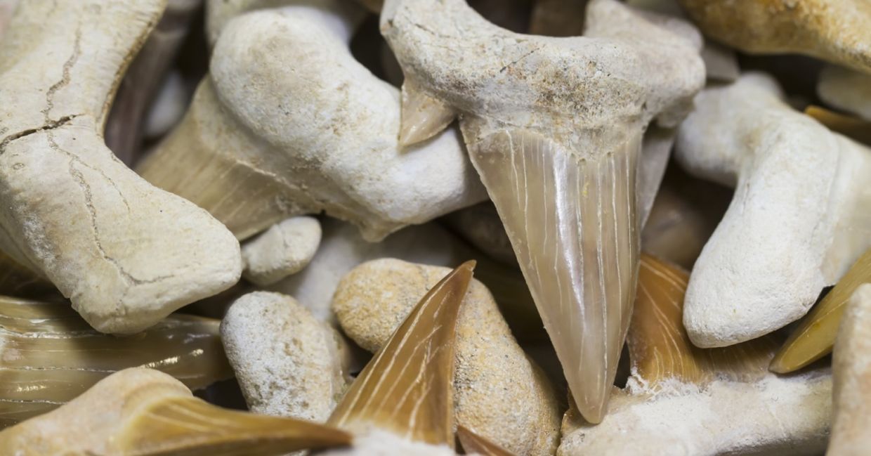 Fossilized shark teeth