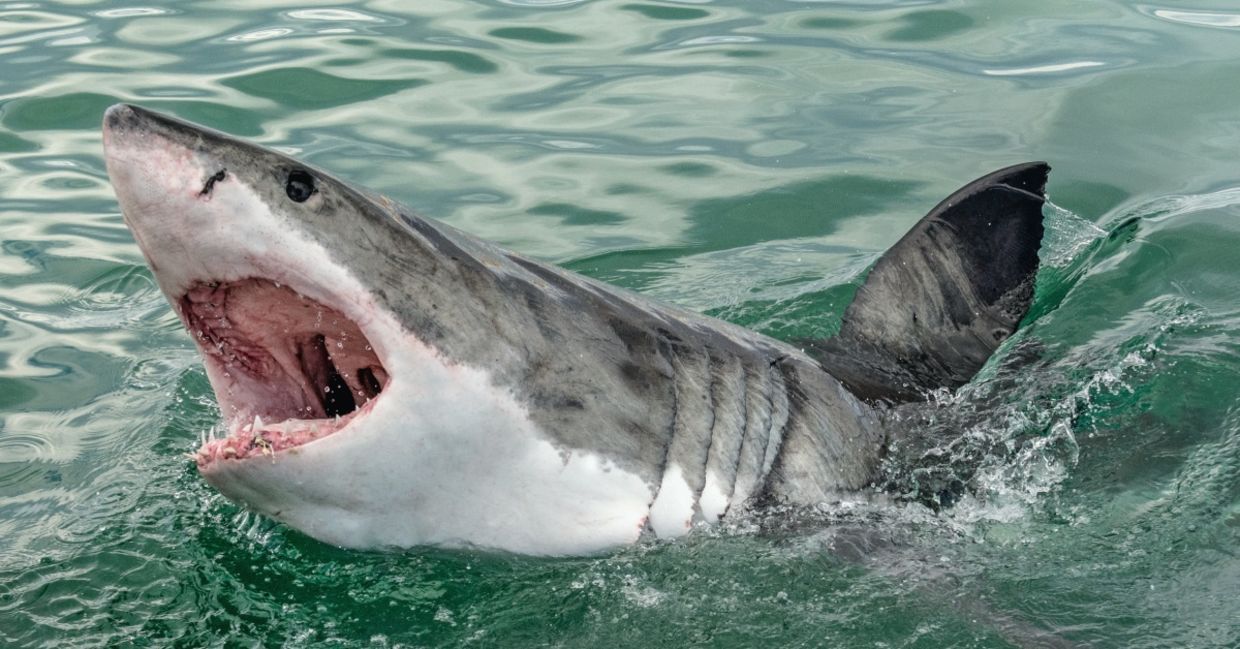 Great white shark with its mouth open.