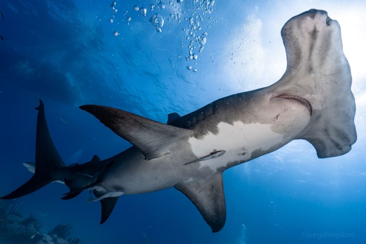 Hammer head shark.
