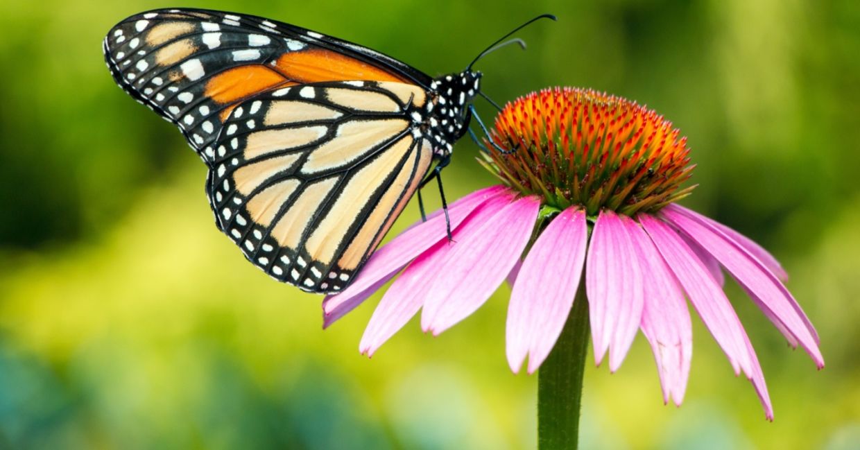 A monarch butterfly.