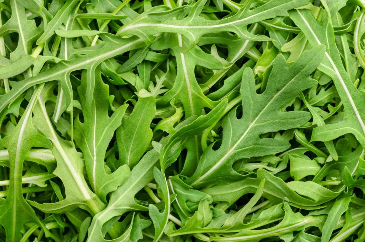 Arugula leaves.