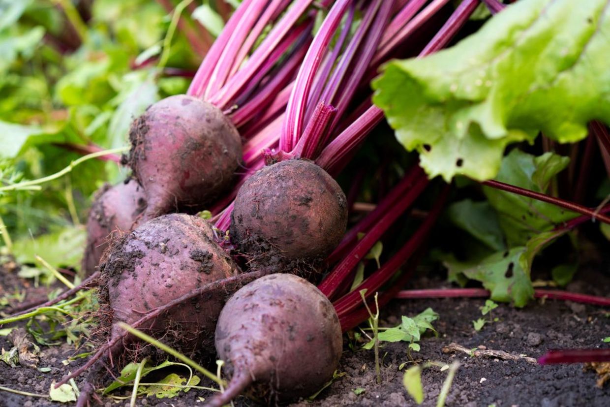 Beets ready to harvest.