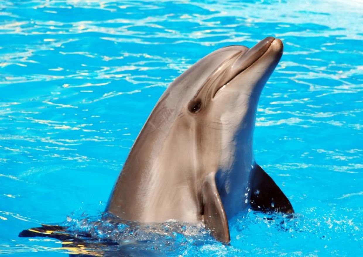 Dolphin frolicking in the water.