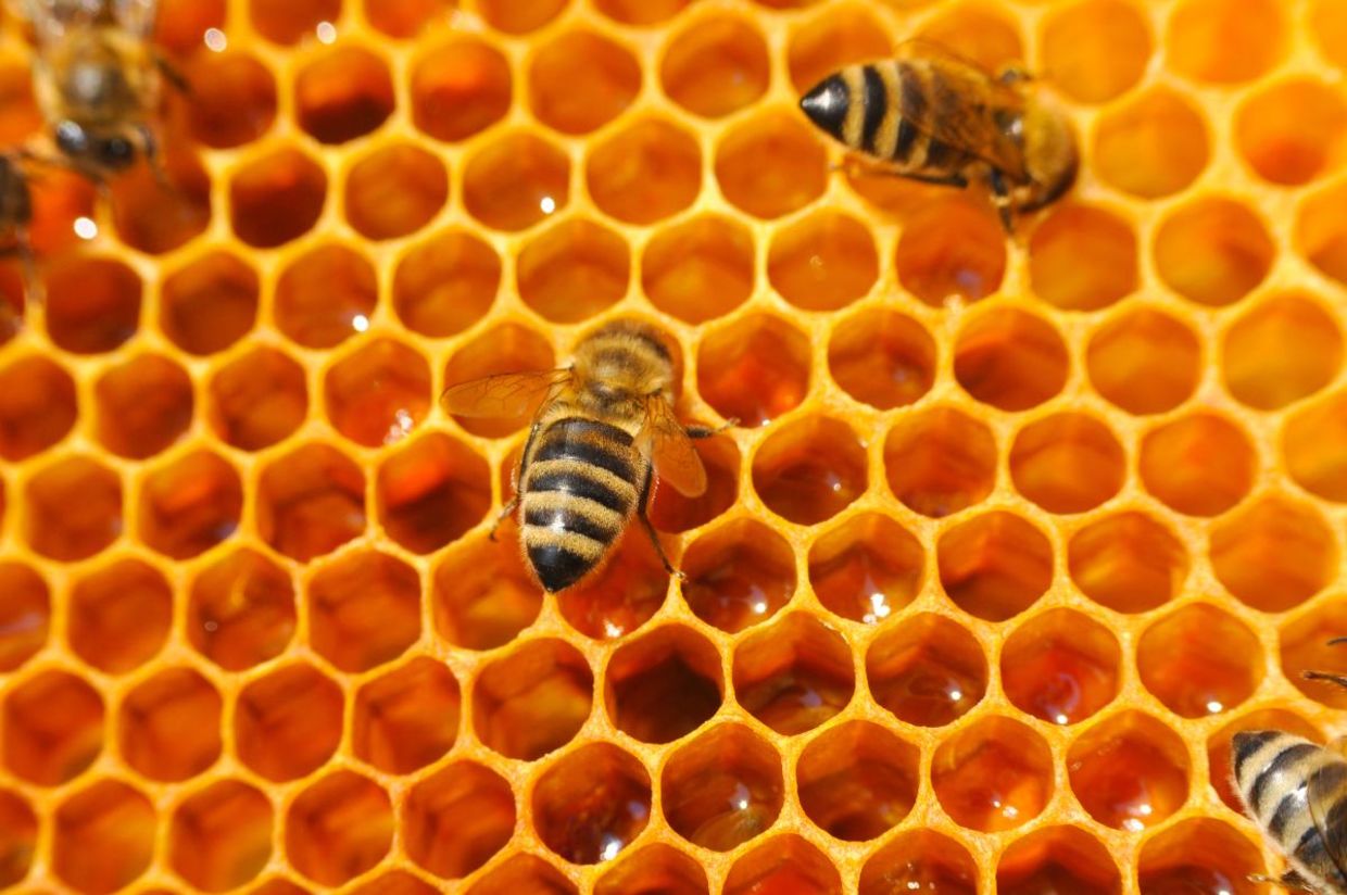 Honey bees in a beehive.