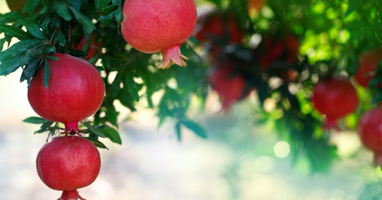 Ripe pomegranates ready to be picked.
