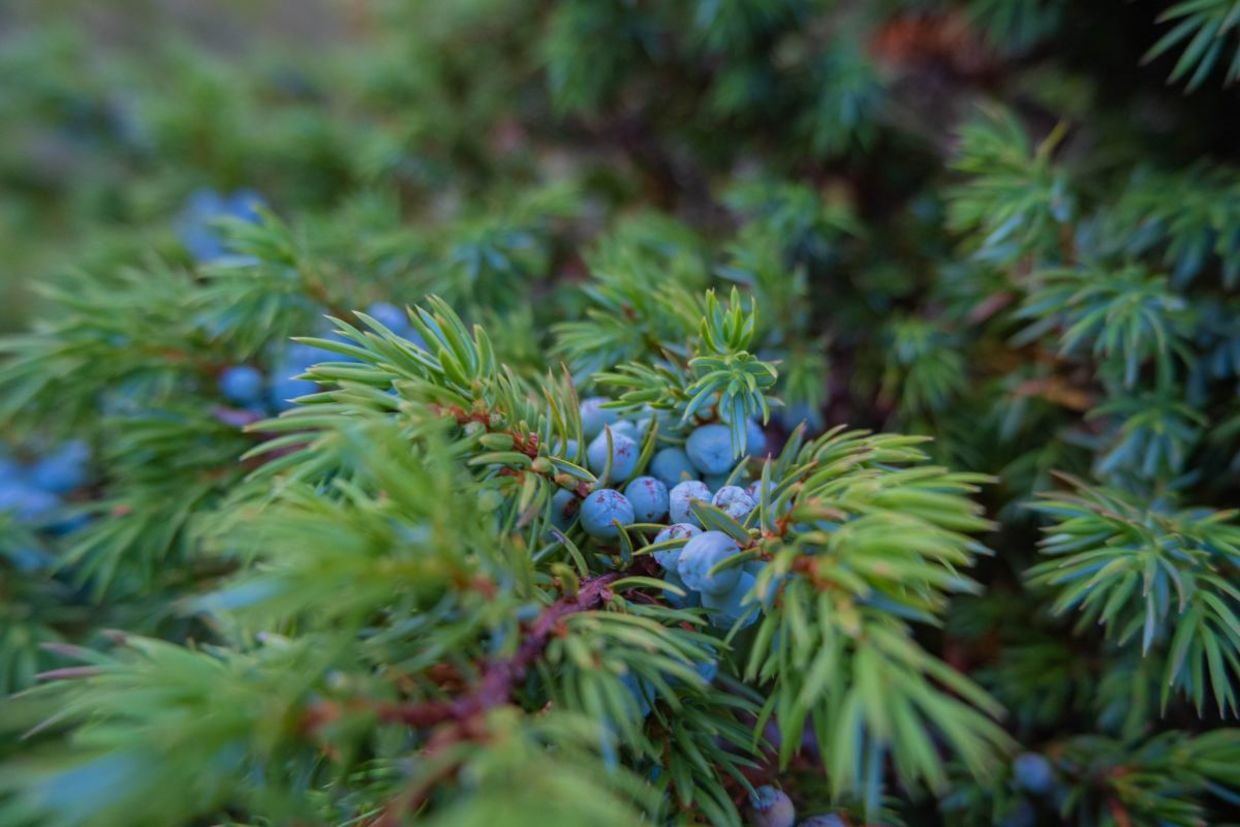 A juniper plant.