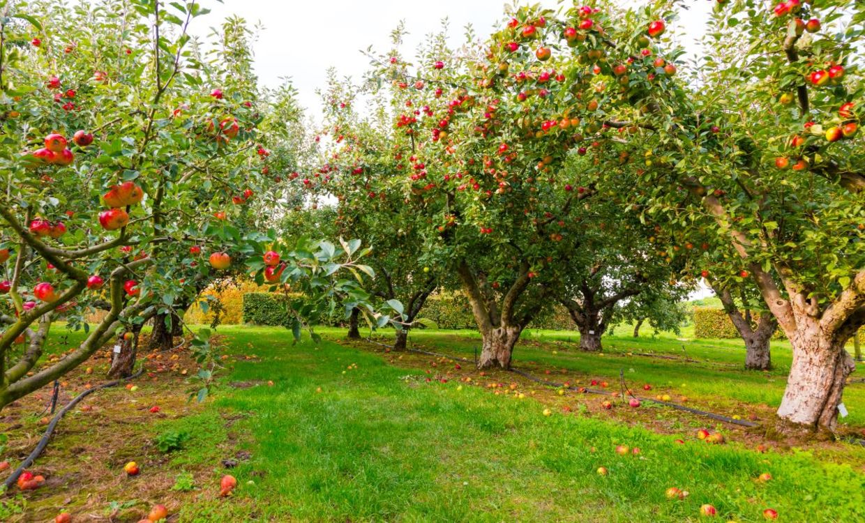 An apple tree gives you food, wood and a home for the birds.