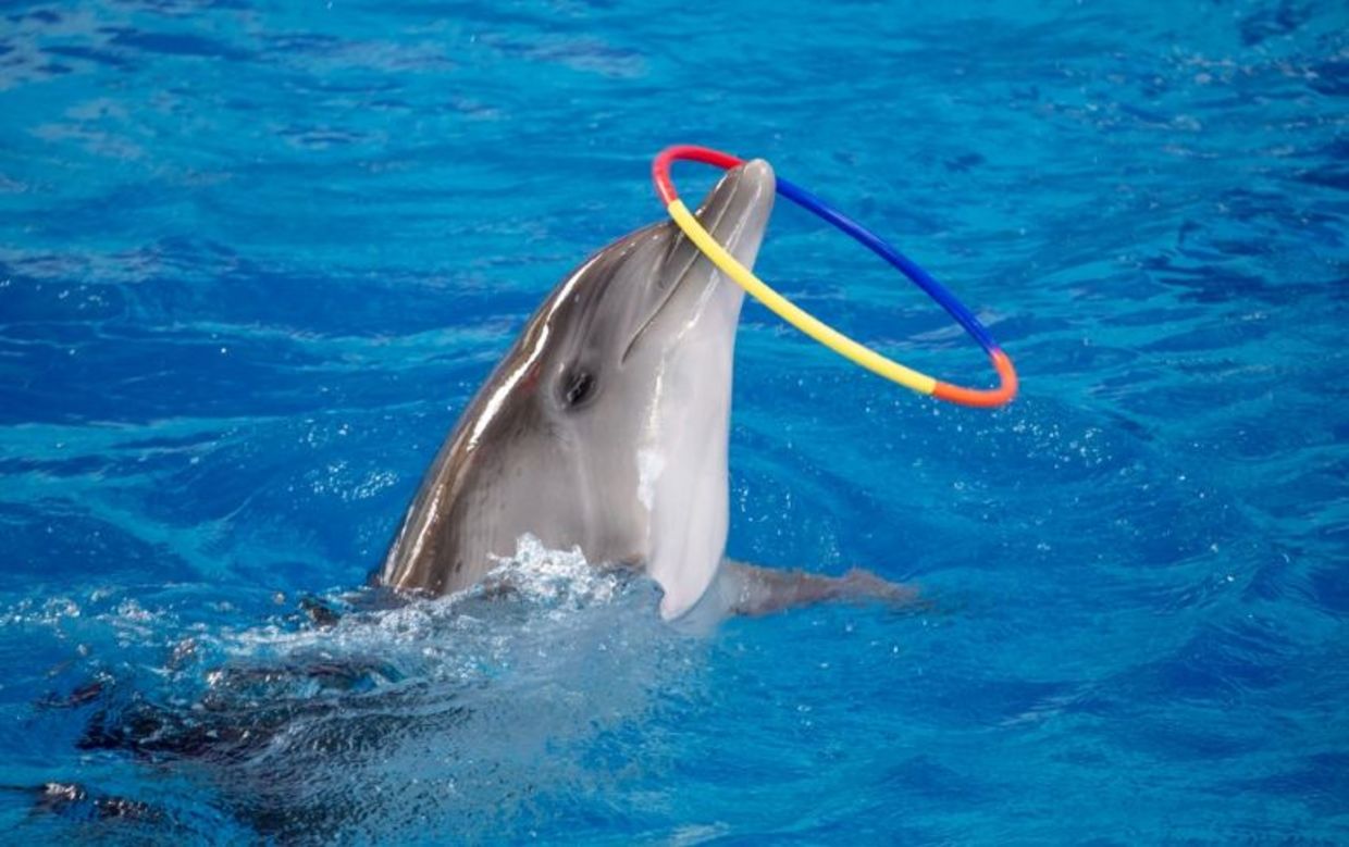 A dolphin performing with a hoop in a pool.