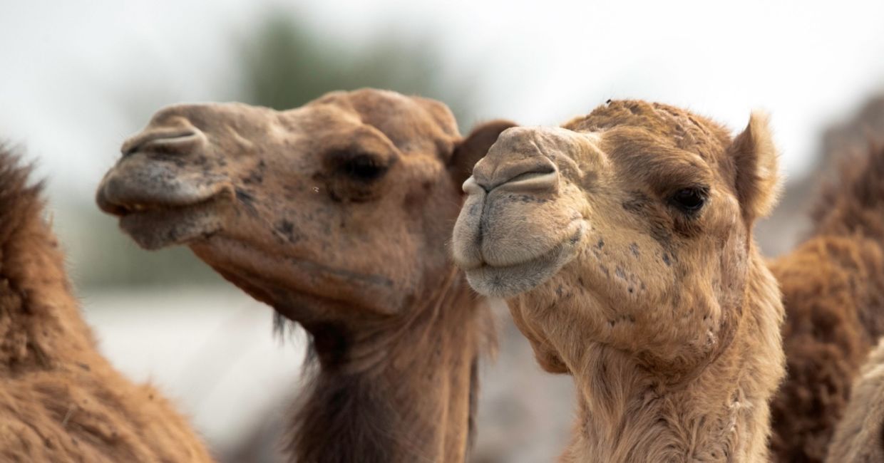 Protein found in Camels and llamas Could Protect Your Brain
