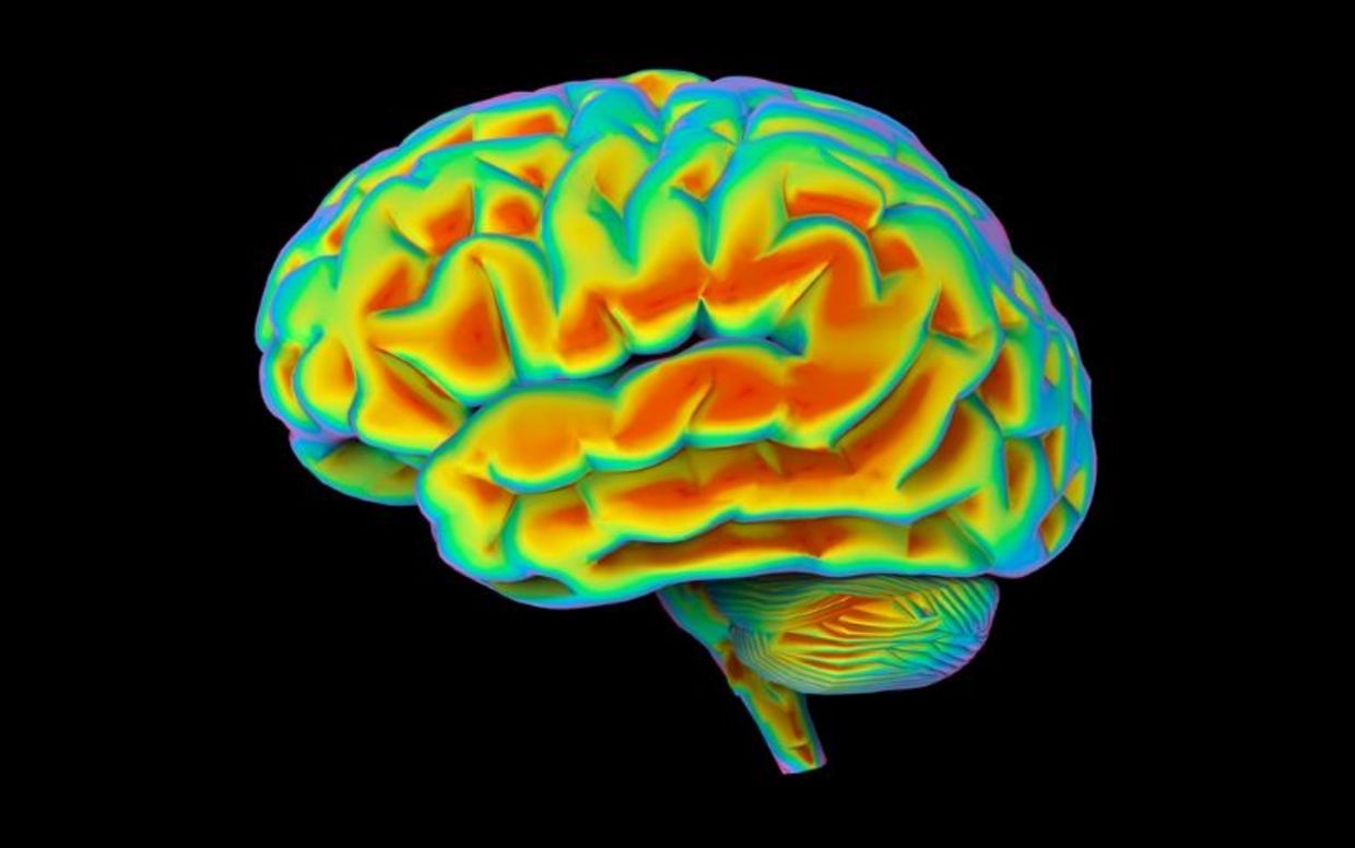 3D medical view of the human brain.