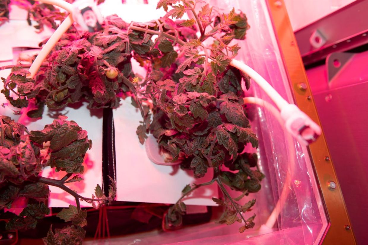 Plants growing on the International Space Station.