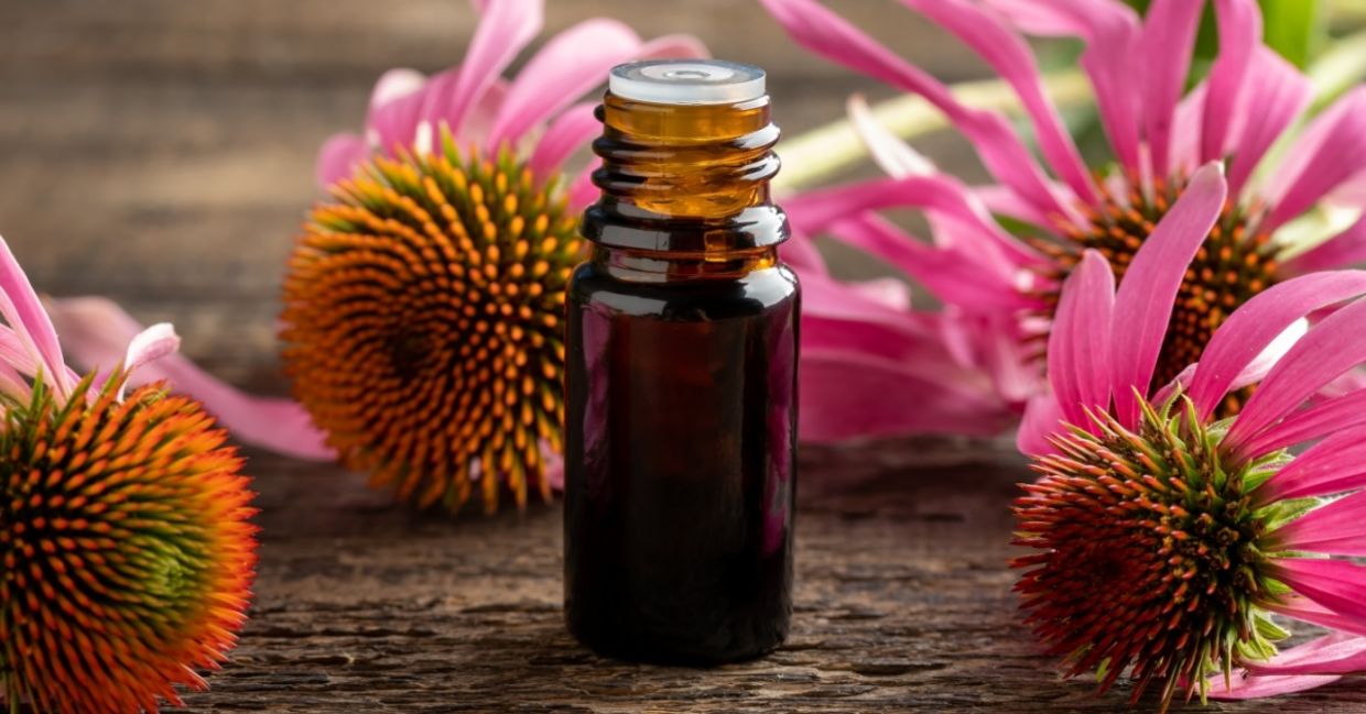 Echinacea tincture and flowers.