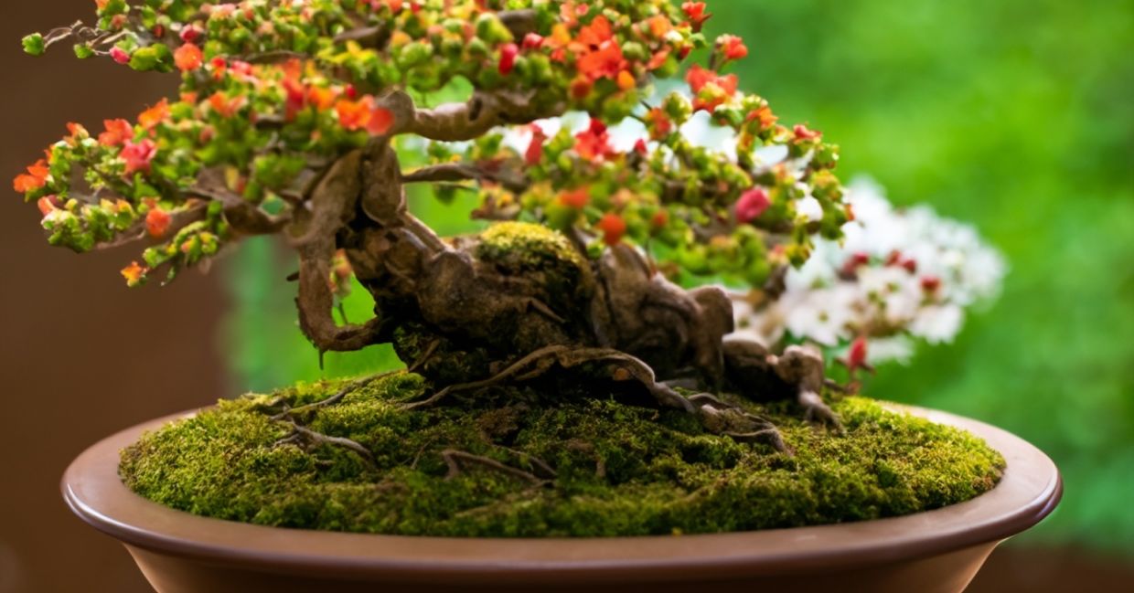 Flowering bonsai tree.