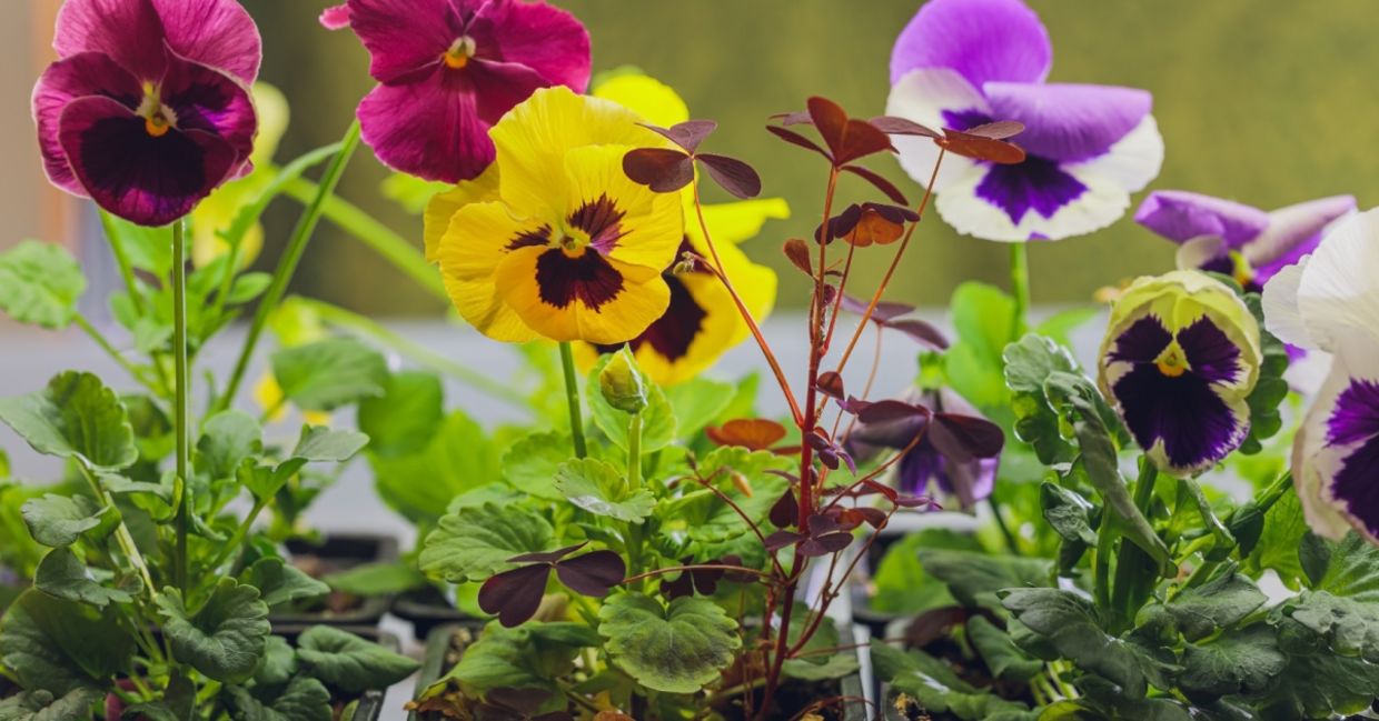 Edible viola flowers.